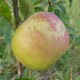 Pommier Bonne Hotture
