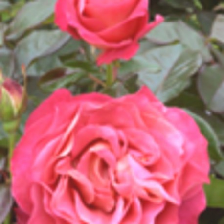 Rosier grimpant BELLE EPOQUE ® Rosier grimpant BELLE EPOQUE ®