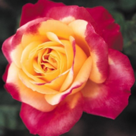 Rosier PULMAN ORIENT EXPRESS ® Rosier PULMAN ORIENT EXPRESS ®