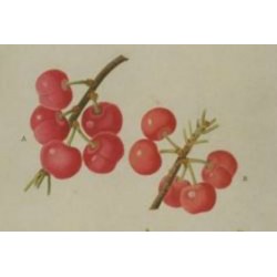 Cerisier Guindoux des Charentes