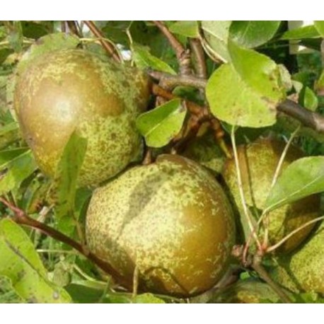 Poirier Bergamote Esperen Poirier Bergamote Esperen