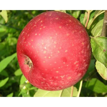 Pommier reinette rouge étoilée