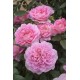Rosier BORNEO ODORE ®