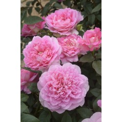 Rosier BORNEO ODORE ®