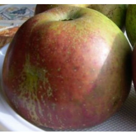 Pommier Reinette d'Armorique Pommier Reinette d'Armorique