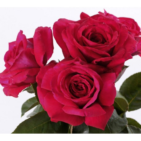 Rosier REINE DES PARFUMS ® Rosier REINE DES PARFUMS ®
