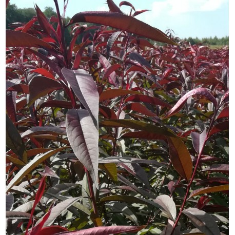 Pêcher rouge 'rubira'