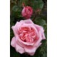 Rosier SPECIAL ANNIVERSARY ®