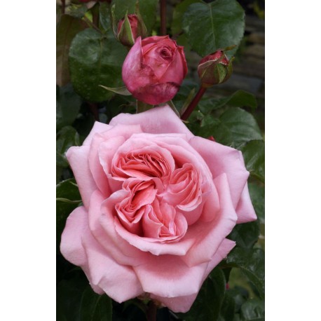 Rosier SPECIAL ANNIVERSARY ® Rosier SPECIAL ANNIVERSARY ®