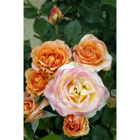 Rosier IBIZA ® Rosier IBIZA ®