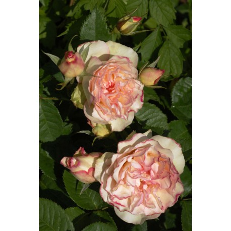 Rosier PERFUME KISSES® Rosier PERFUME KISSES®