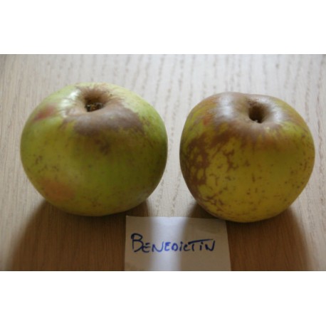 Pommier Bénédictin Pommier Bénédictin