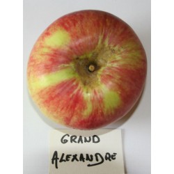Pommier Grand Alexandre