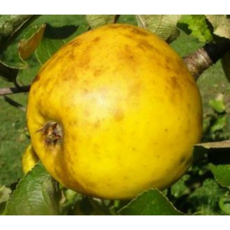 Pommier Reinette Ananas Pommier Reinette Ananas