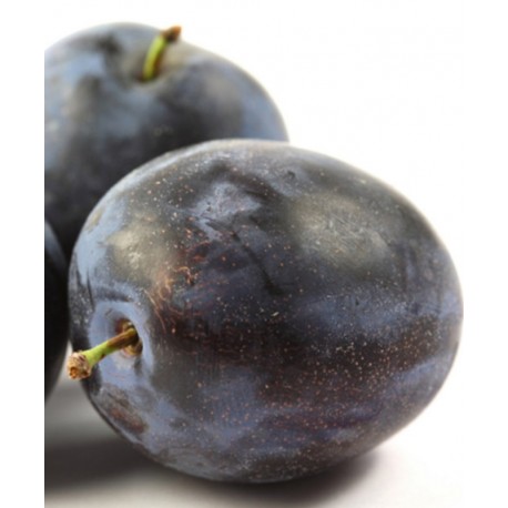 Prunier Black Amber Prunier Black Amber