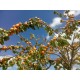Abricotier Moorpark