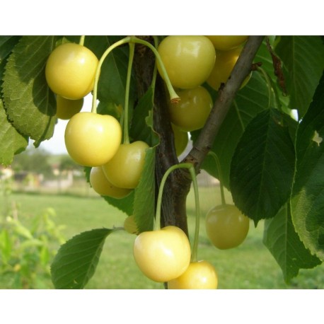 Cerisier Blanc Cerisier Blanc