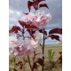 Cerisier fleurs 'Royal Burgundy'
