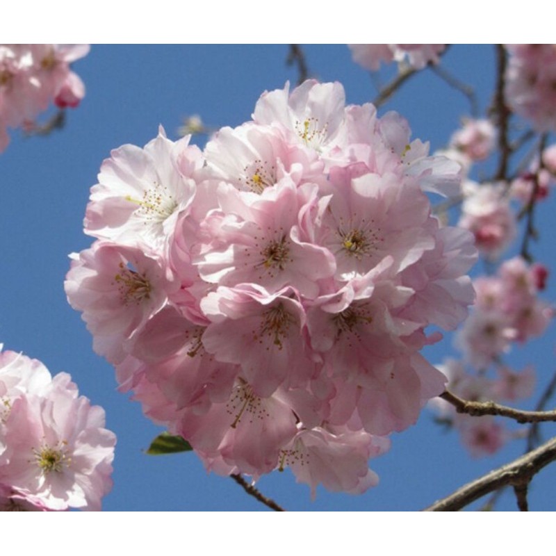 Prunus Accolade est un cerisier  fleurs  Japonais   