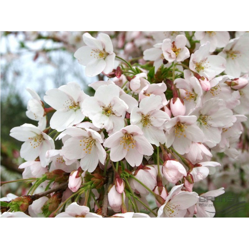 Cerisier Japonais fleurit en Mars, Yedoensis est magnifique