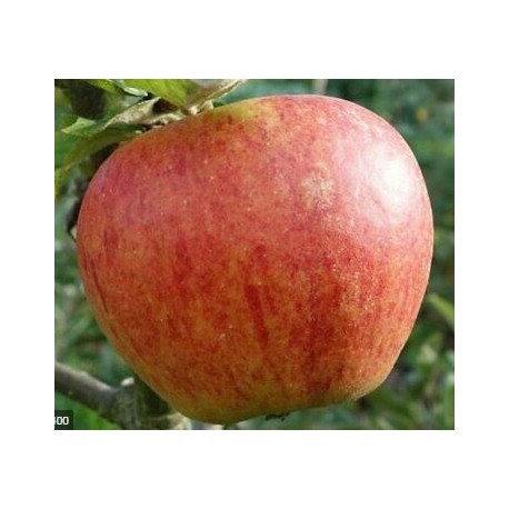 Pommier Elstar Pommier Elstar