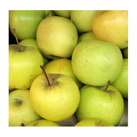 Pommier Golden delicious Pommier Golden delicious