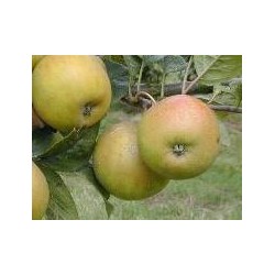 Pommier Reinette Blanche de la Sarthe