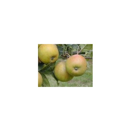 Pommier Reinette Blanche de la Sarthe Pommier Reinette Blanche de la Sarthe