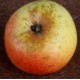 Pommier Reinette de Chatellerault