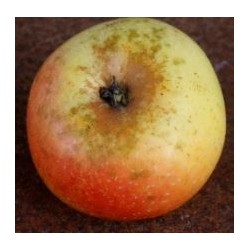 Pommier Trouvée de Desandans