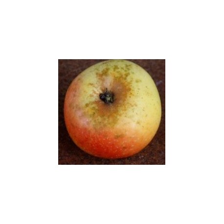 Pommier Reinette de Chatellerault Pommier Reinette de Chatellerault