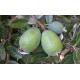 Feijoa Coolidge