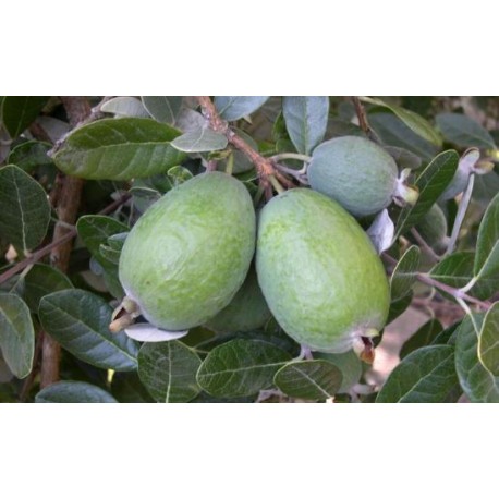 Feijoa Coolidge