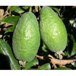 Feijoa Apollo