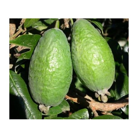 Feijoa Apollo