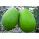 Feijoa Mammouth