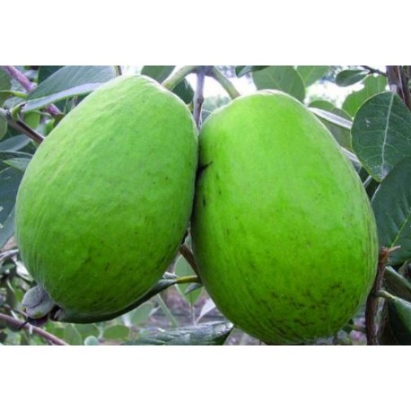 Feijoa Mammouth Feijoa Mammouth