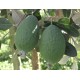 Feijoa Triumph