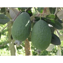 Feijoa Triumph