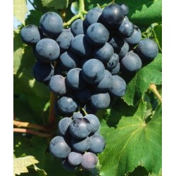 Vigne Lival noir