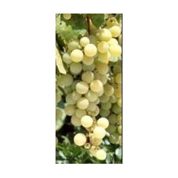 Vigne Muscat blanc