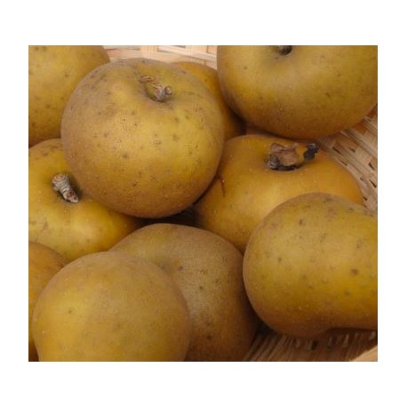 Pommier Canada gris Pommier Canada gris