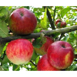 Pomme Clochard, variété ancienne de conservation longue.