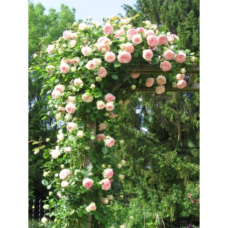 Rosier grimpant Pierre de Ronsard® meivolin ou Eden rose