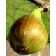 Figuier Bornholm's diamant