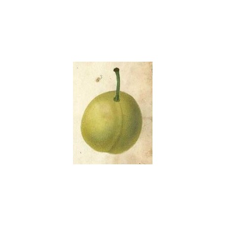 Prunier Perdrigon blanc