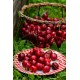 Cerisier nain Cherry baby®