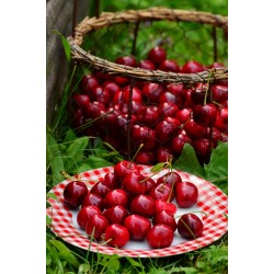 Cerisier nain Cherry baby®