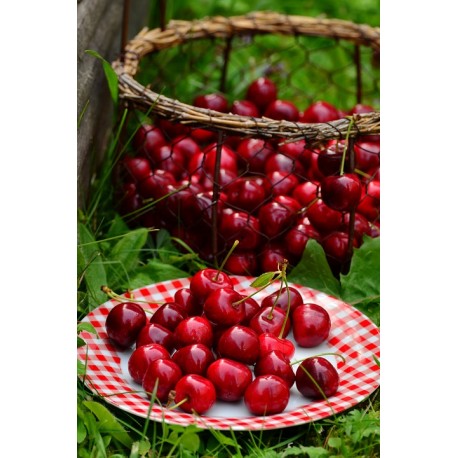 Cerisier nain Cherry baby®