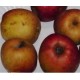 Pomme à cidre Douce moen